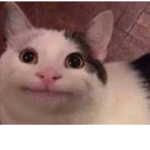 Polite Cat Fan Group