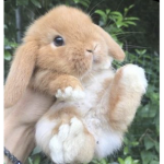 Sun bunny boutique
