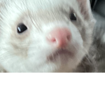 Hamster The evil will take over