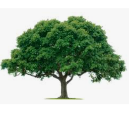 treeeeeeeeeeeeeeeeeeeeeeeeeeeeees