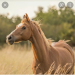 Le monde des chevaux