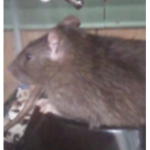 GOD RAT CLAN