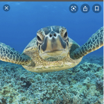 TURTLE KINGDOM!!!