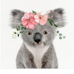 Koala Queens!