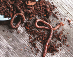 WorM KinGdoM*