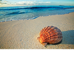 SeaShell Dance Academy