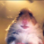 Official Hamster Clan