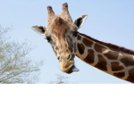 Giraffe Gang <3
