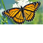 butterflies dont miss
