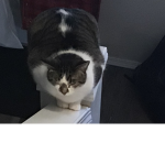 The Epic Cat Gamers