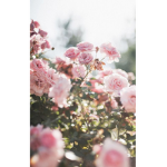.Flower Family.