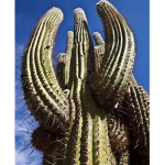 The Ultimate Cactus Gang!