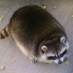 reee culb