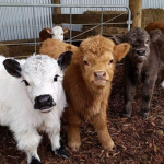 Cows group <3