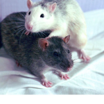 Cute Rodents