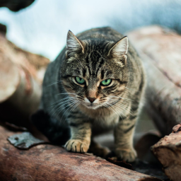 Survival the Cats the Killers