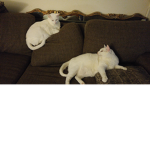 CATS ARE THE BEST!!!!!!!!!!