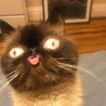 DOOOBA