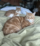 The cat club 101