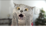 the catbacco group