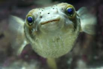 Fish N Games