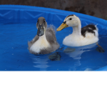 Duckz Fan Club!