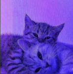 CxtiePxes