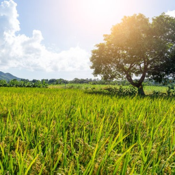 Rice Tree