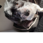 #wirliebenhunde
