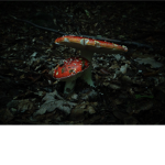 The Cottagecore Bedroom