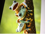 •FaMiLy FrOgS•