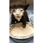 animalzii