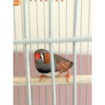 BIRD333 TEAM
