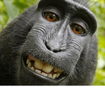 Ape Gang!!!