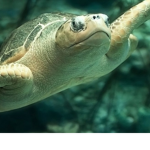 I Jeff