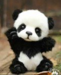 VIP Panda hang out