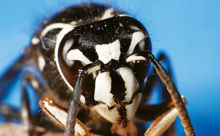 Wasp RP (Annoying ant NPCs)