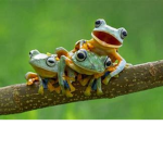 The frog people!