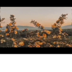 {flowers}