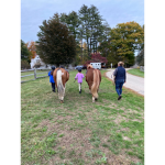 The horse girls game