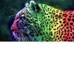 Cheetah Group for cool kids
