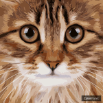 Starclan cats