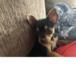 oscar hang out