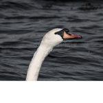 bigducks2