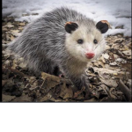 Possums unite