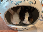 The rabbit and bunny group