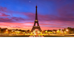 Red Roses Of Paris