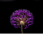 The Allium Family