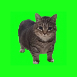 OIIA CAT