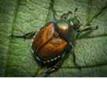The Shy Cute Beetle Rangers